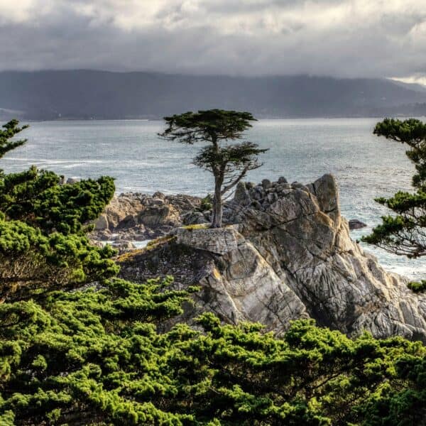 "Lone Cypress" på Pebble Beach". Foto av Mick Haupt/Unsplash